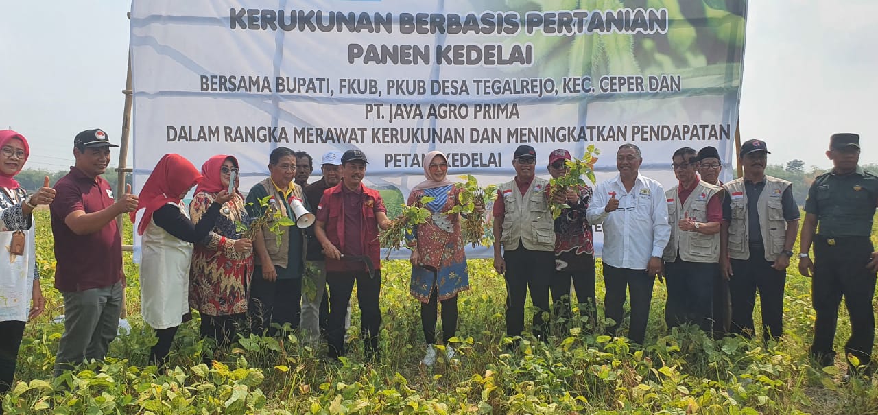 Panen Kedelai di Desa Tegalrejo: FKUB Klaten Wujudkan Kerukunan Berbasis Pertanian